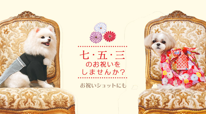犬用、猫用晴れ着 七五三に行きませんか