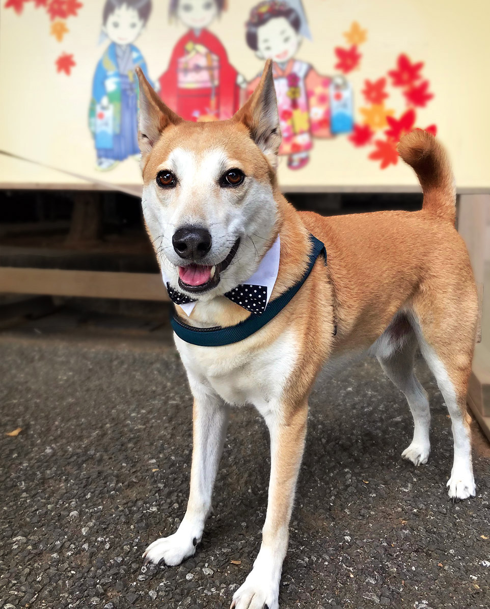 七五三に行きませんか 犬と生活パーティカラー