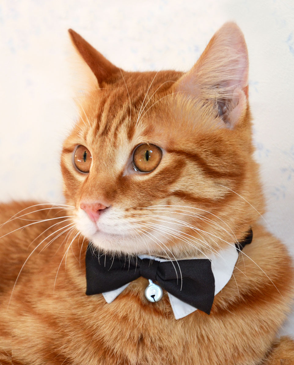 猫の暮らしJKシュシュカラー