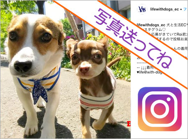 犬と生活instagram