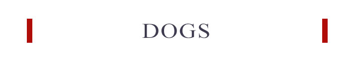 犬と生活　カテゴリー一覧DOG