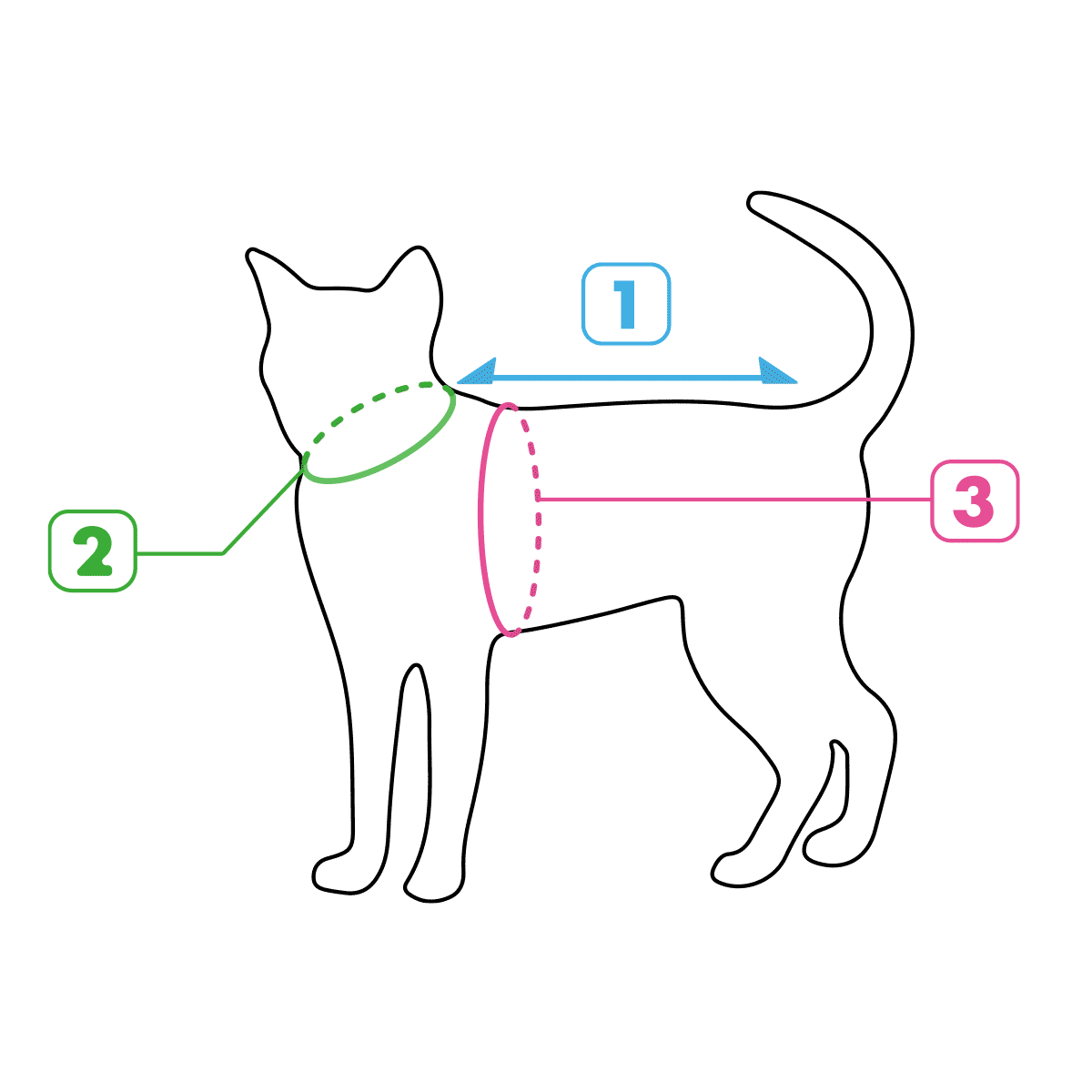 猫 サイズの測り方