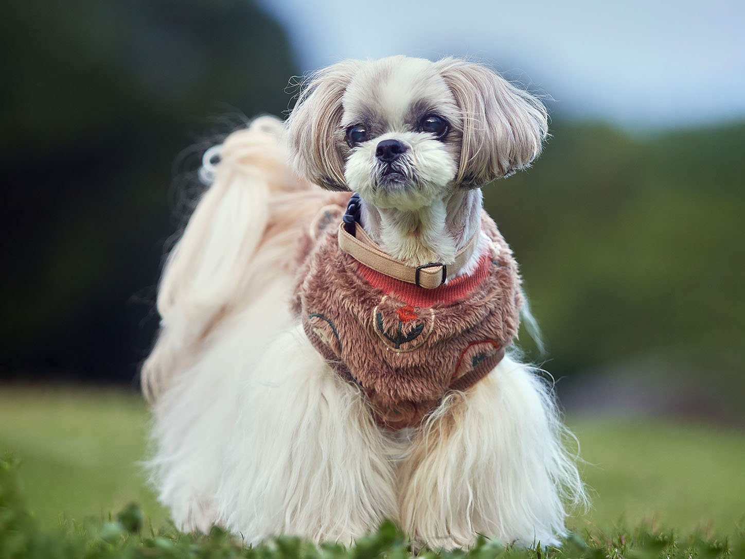 犬服・猫服の人気ブランド L.W.D. 犬と生活 猫の暮らし オンラインストア