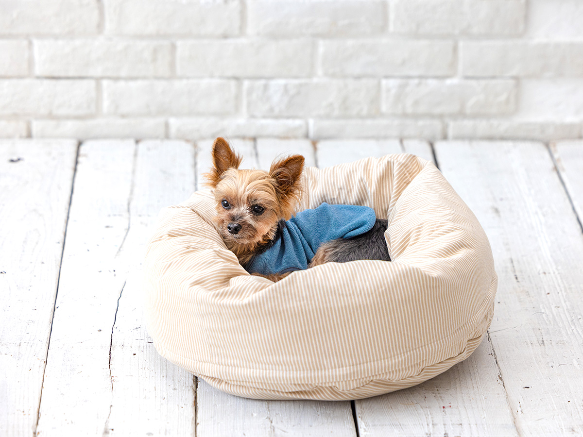 犬猫生活 Amazon.co.jp: 犬猫生活