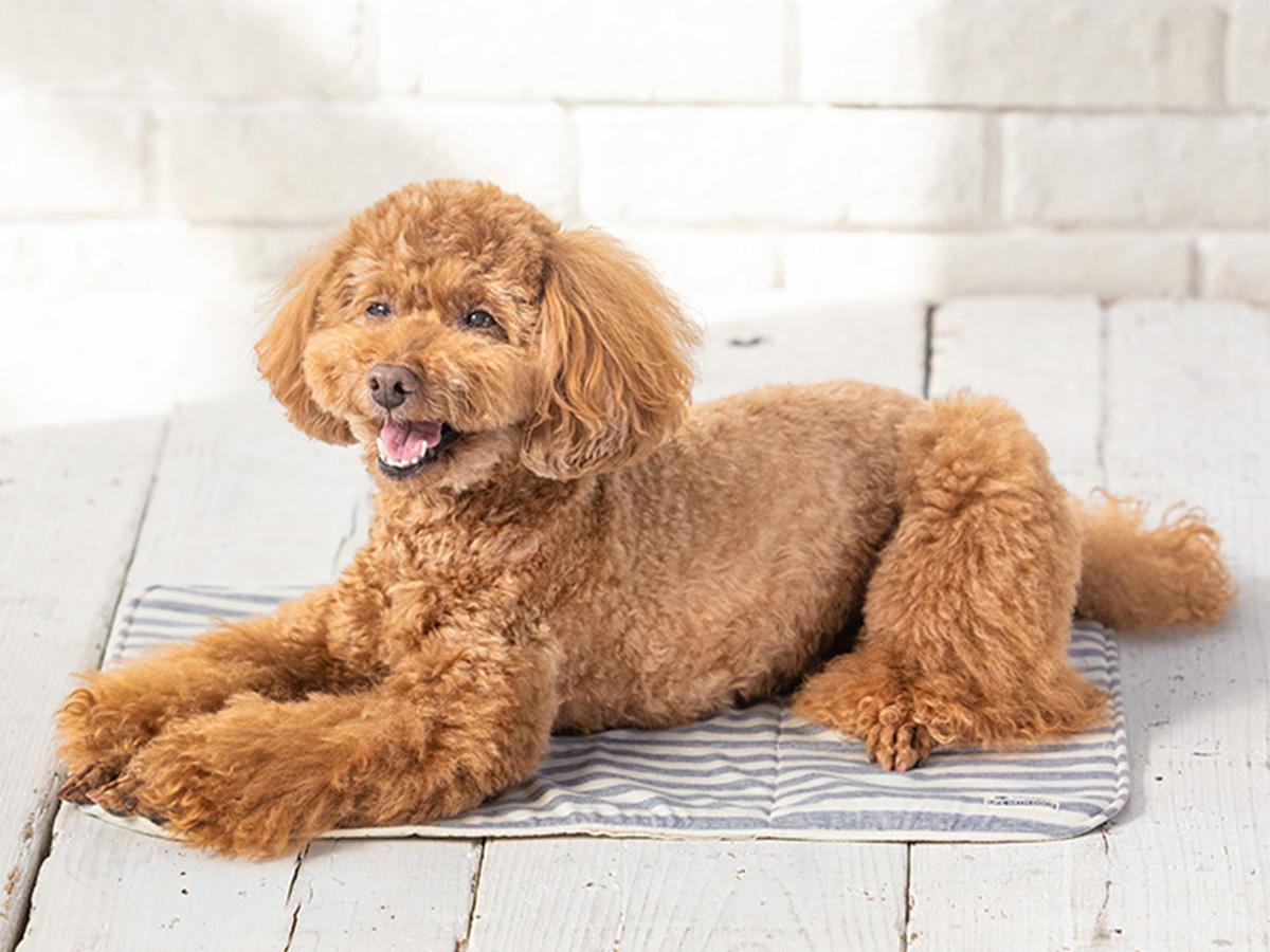 Life with Dogs 犬と生活 カレッジパーカー3号セット Life with Dogs 犬と生活 カレッジパーカー3号セット 犬と生活