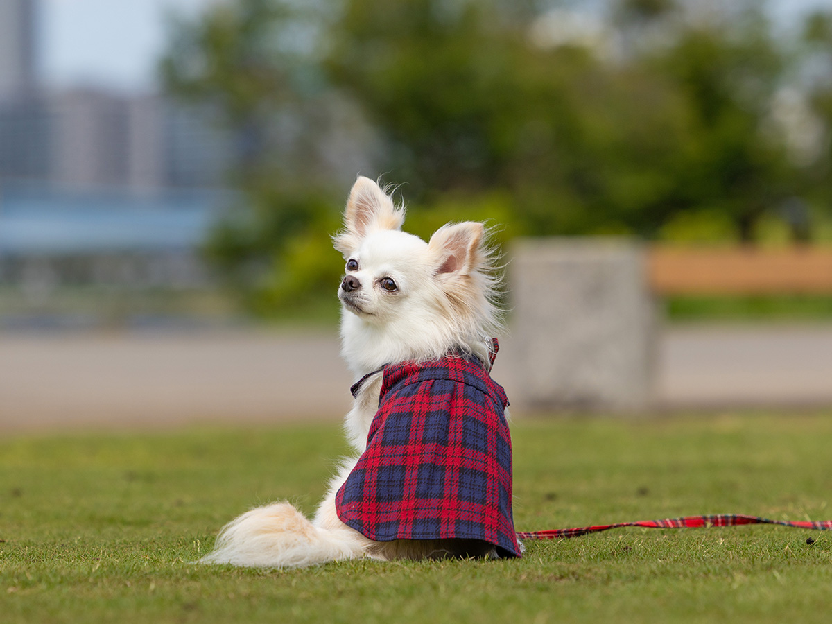 Life with Dogs 犬と生活 カレッジパーカー3号セット Life with Dogs 犬と生活 カレッジパーカー3号セット 犬と生活