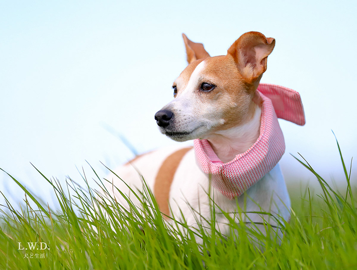 犬と生活 クールネックバンド(ソフト保冷剤入り) ネッククーラー