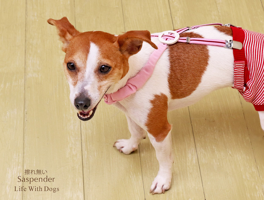犬と生活 擦れないサスペンダー