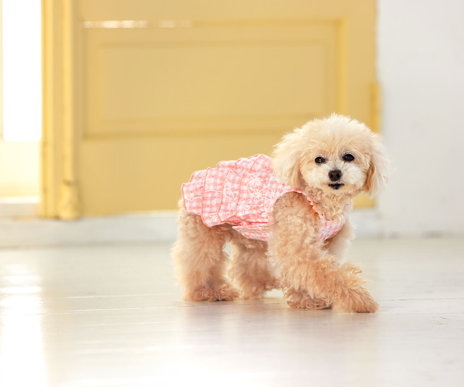 犬と生活　フラワーキャミ　【犬服　スカート　ワンピース　女の子　春夏服　可愛い　小型犬】
