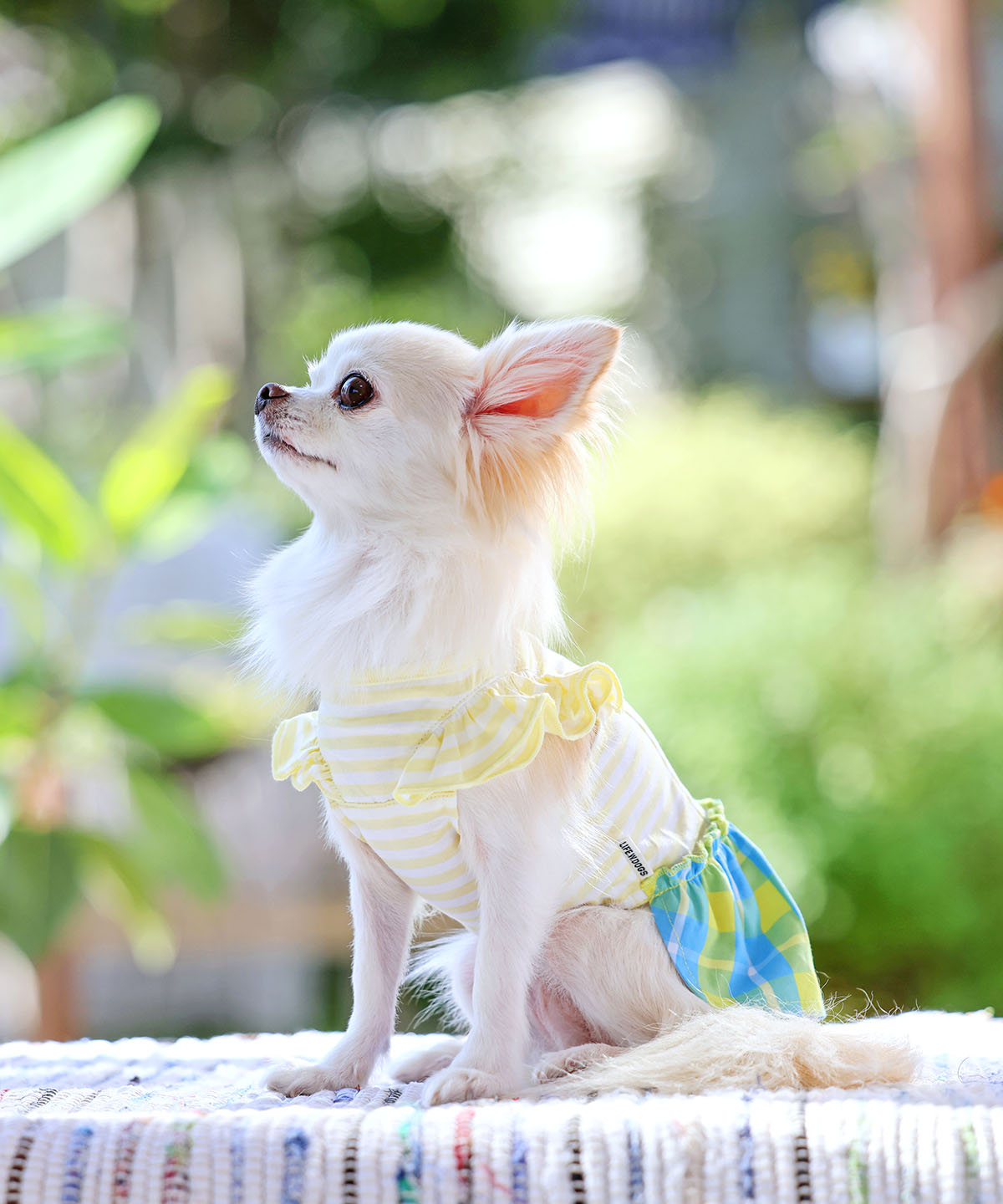 犬と生活　レモンチェックワンピースクール　【犬服　スカート　ワンピース　女の子　春夏服　可愛い　小型犬】