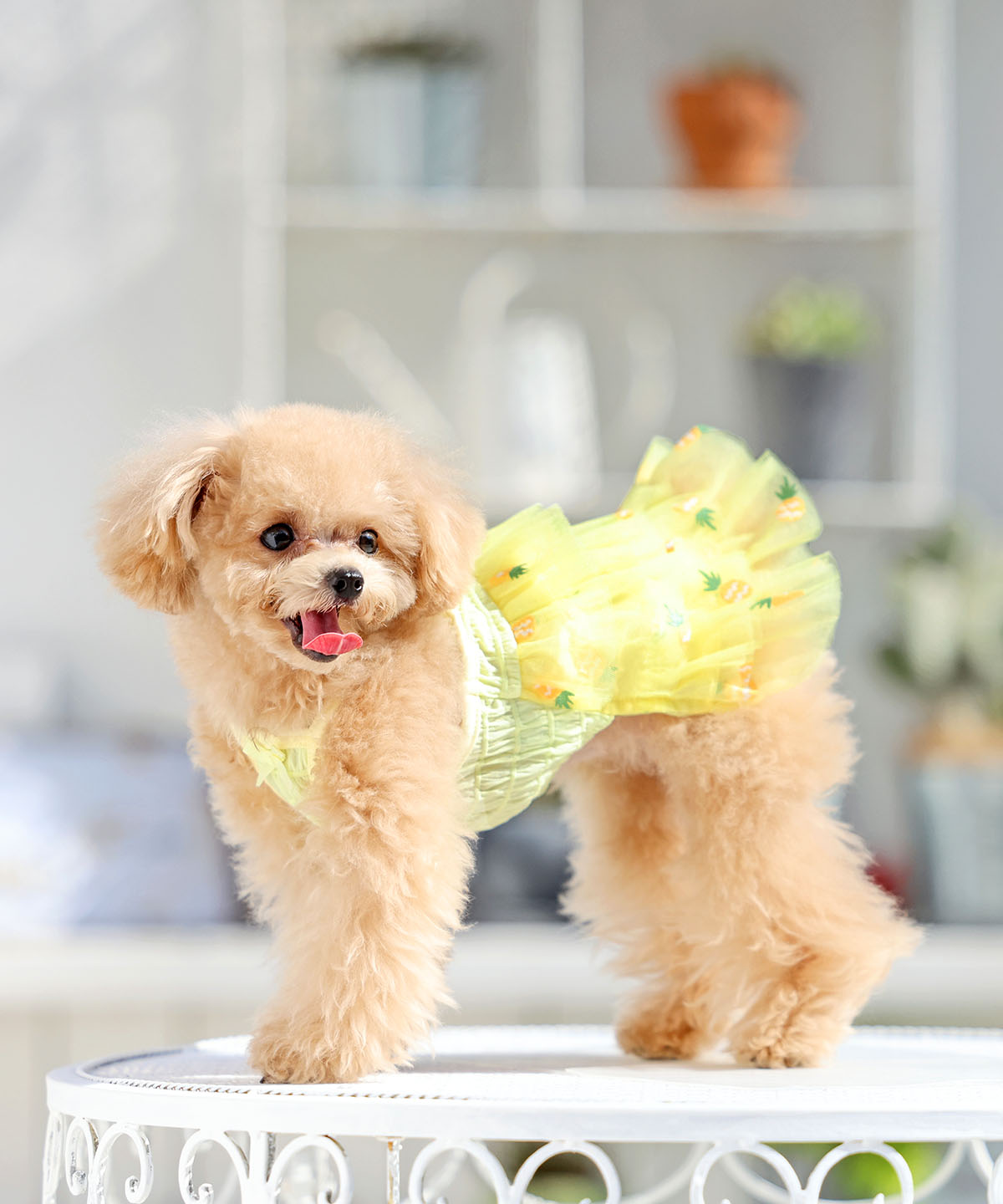 犬と生活　チュールワンピフルーツ【犬服　スカート　ワンピース　女の子　春夏服　可愛い　小型犬】