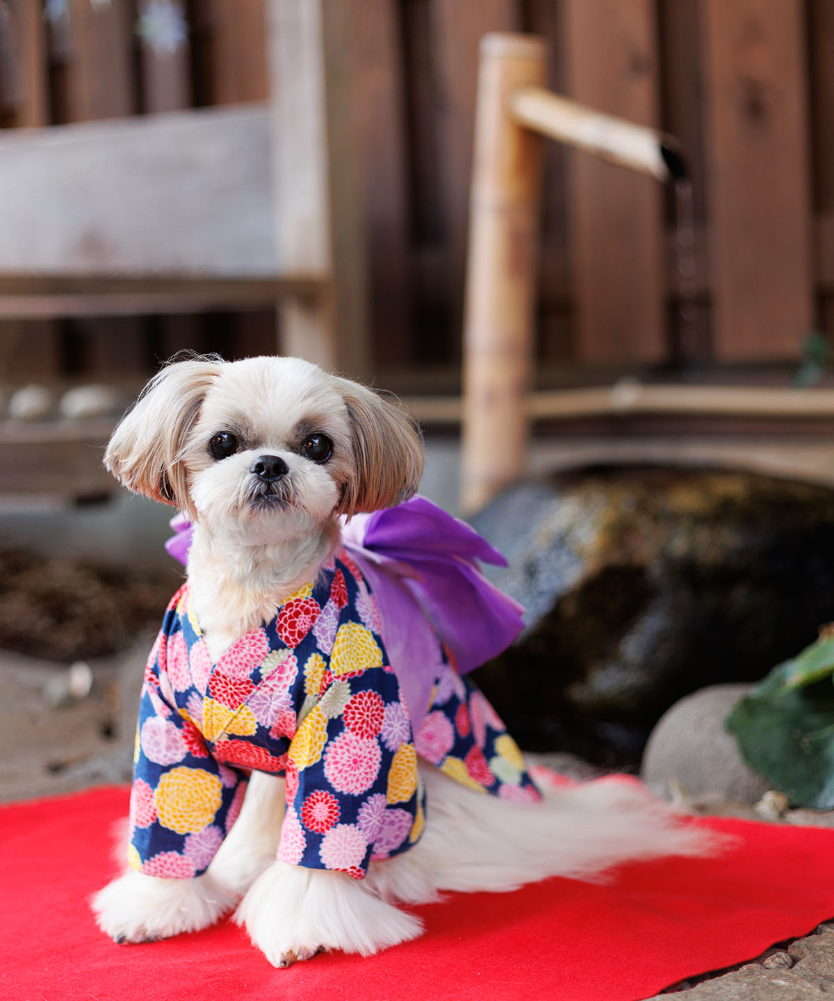 犬と生活　浴衣Girl’ｓ【犬服　スカート　浴衣　女の子　春夏服　可愛い　小型犬】