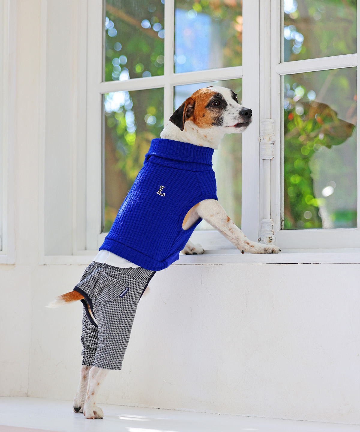 犬と生活　Lシャツパンツ　【犬服　冬服　小型犬】