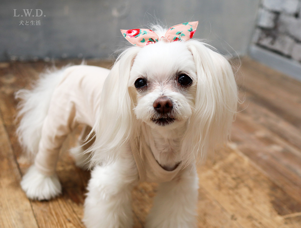 小型犬の秋冬用お洋服 犬と生活 重ね着用スパッツ 【犬服,冬服,小型犬,プレミアムウォーム,】