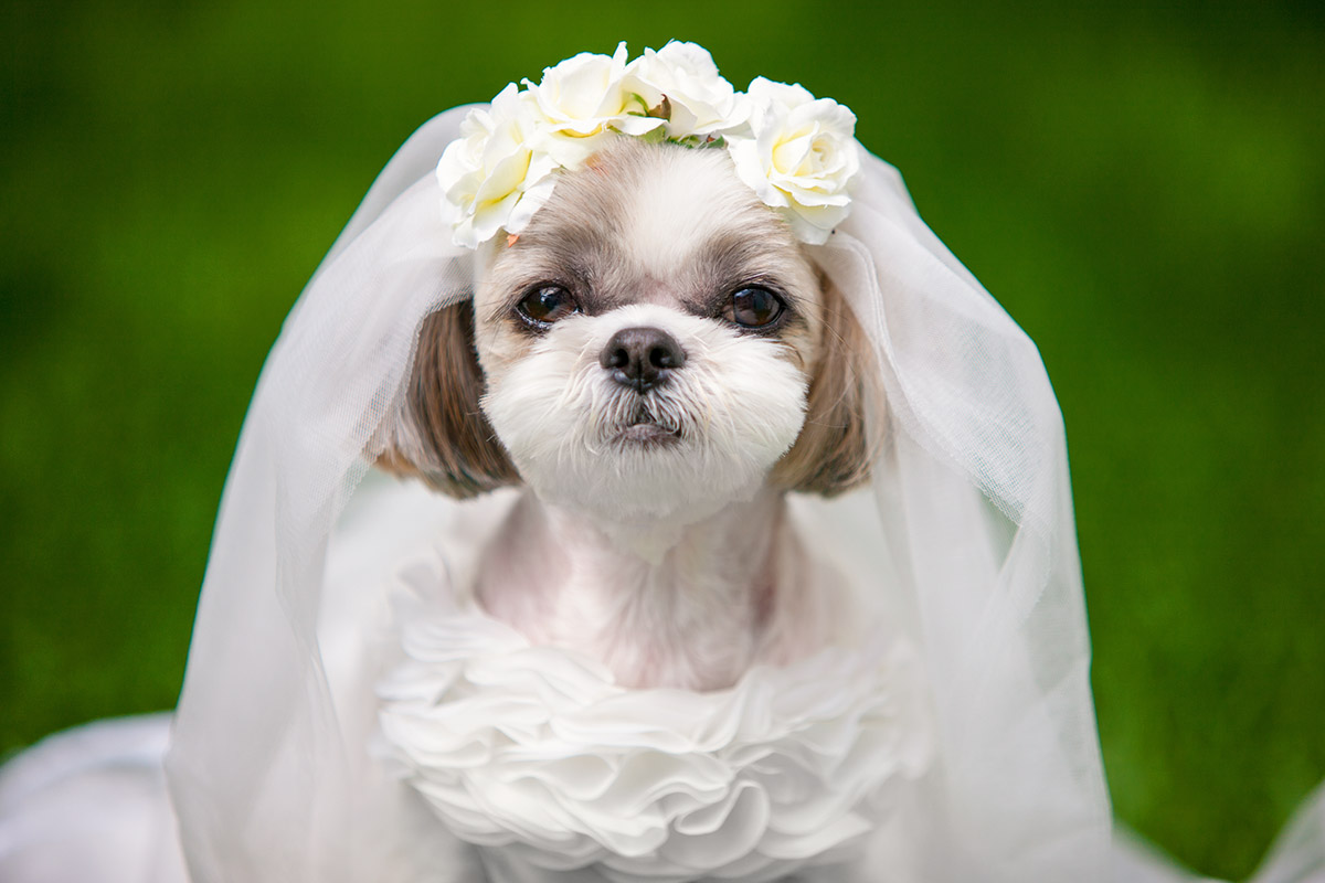 犬と生活 ウェディングドレス リングドッグ フォトウェディング ペット同伴結婚式に