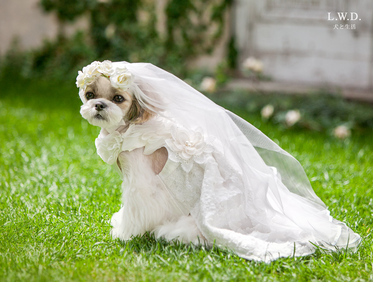 犬と生活　ウェディングドレス　【結婚式,リングドッグ,記念撮影,ブライダルドレス,花嫁】