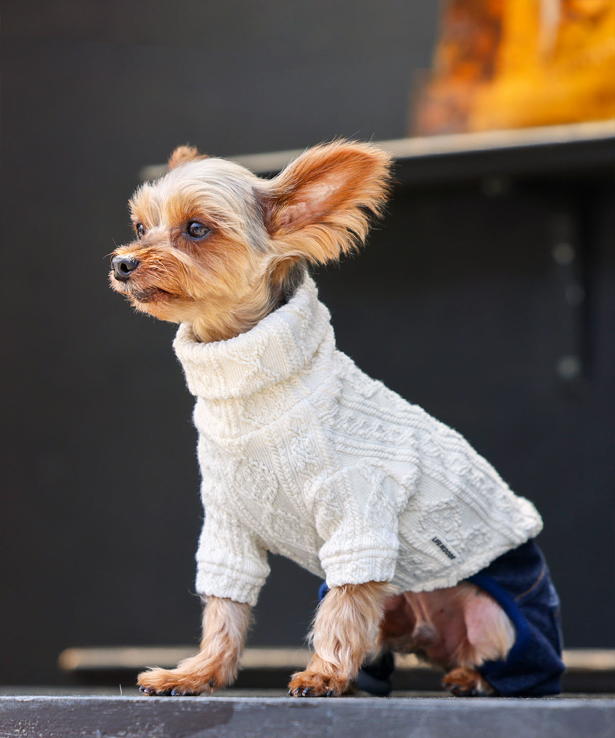 犬と生活　ケーブルニットタートル　【犬服　冬服　小型犬　セーター　防寒】