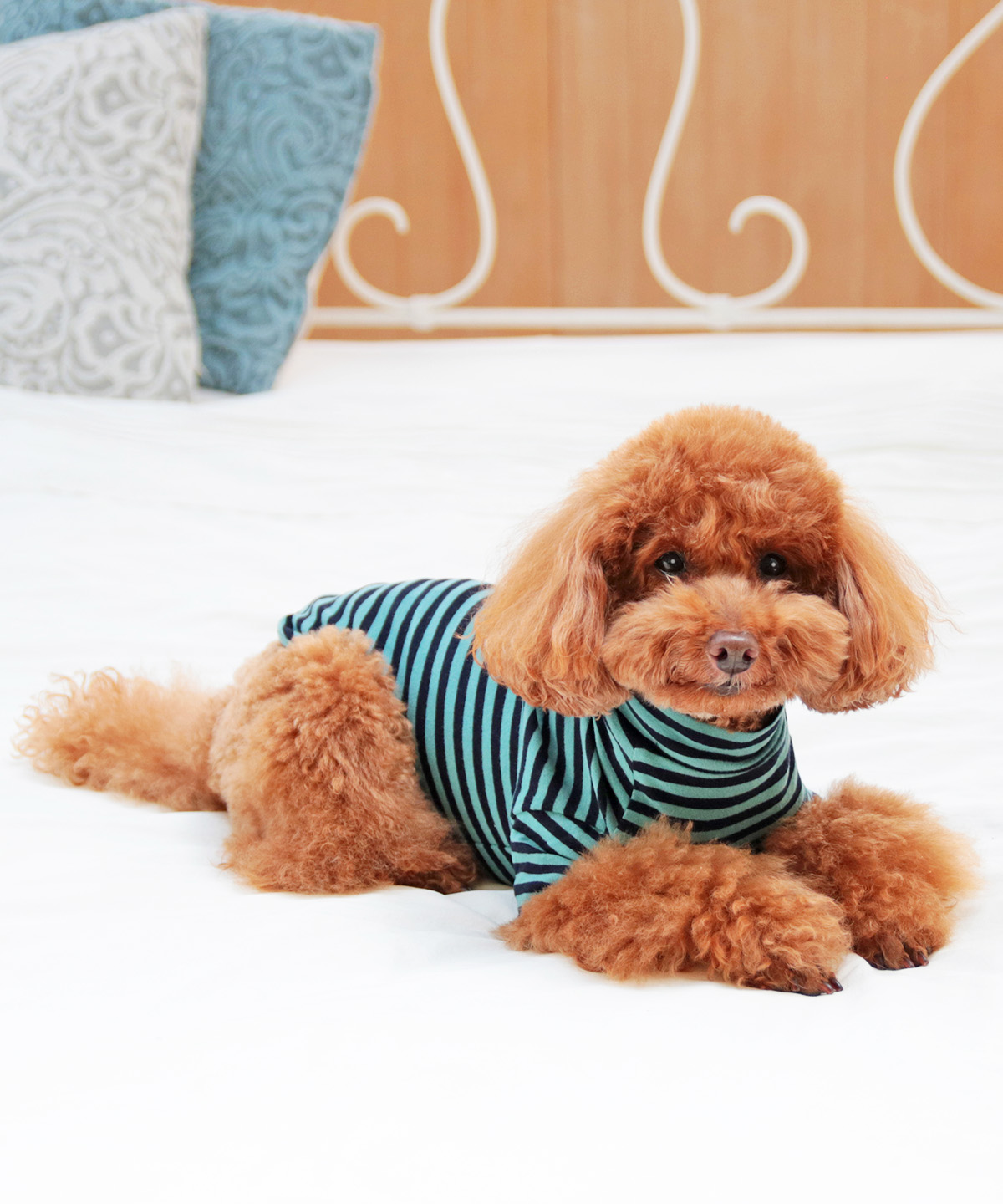 小型犬 中型犬の秋冬用お洋服 犬と生活 アームウォームT 【犬服 冬服 小型犬 中型犬 HOT機能素材 防寒】