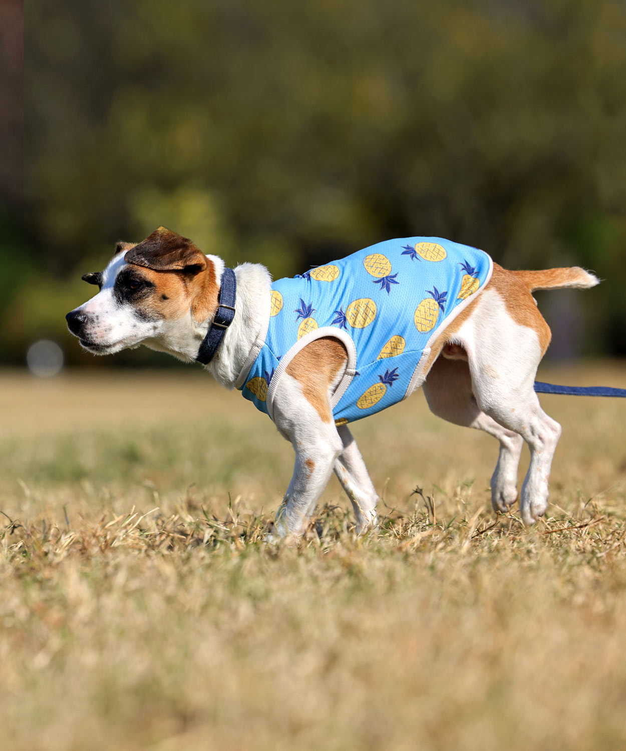 犬と生活 バグガードフルーツタンク 虫が寄りつきにくい防虫生地で作った春夏犬服・タンクトップ 犬服 猫服 タンクトップ ネクタイ プリント