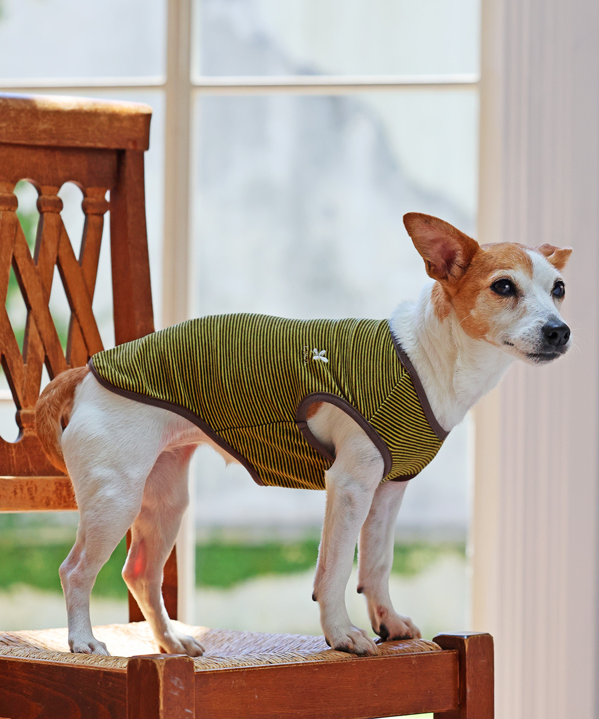 犬と生活 ホットベストクローバー｜発熱保温繊維
