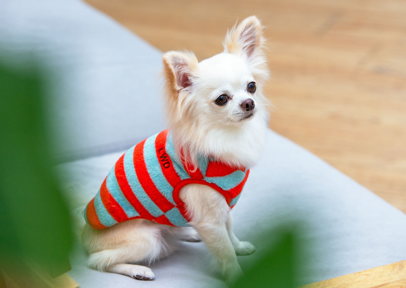 小型犬 中型犬の秋冬用お洋服 犬と生活 モハフリースビッグボーダー 【老犬介護 犬服 冬服 小型犬】