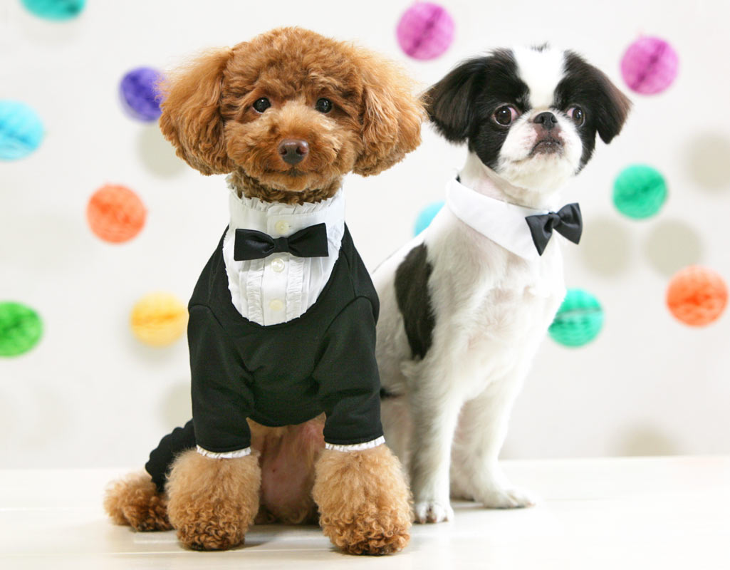 七五三に行きませんか 犬と生活タキシードとパーティカラー