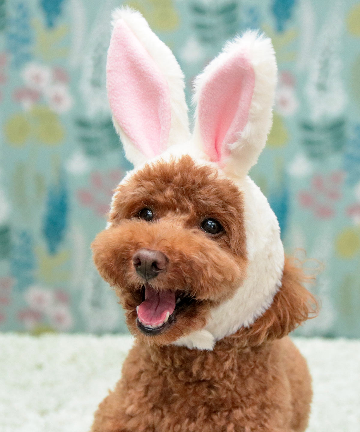 犬と生活 干支ハット 兎 23年の年賀状やお正月ショットはウサギの被り物で 猫ちゃんもok