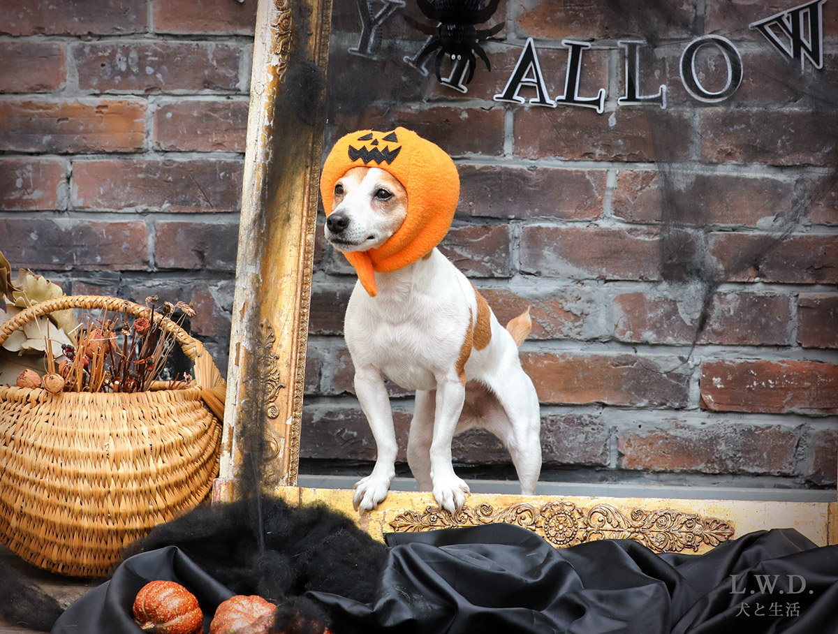 犬と生活 ハロウィンハット カボチャ