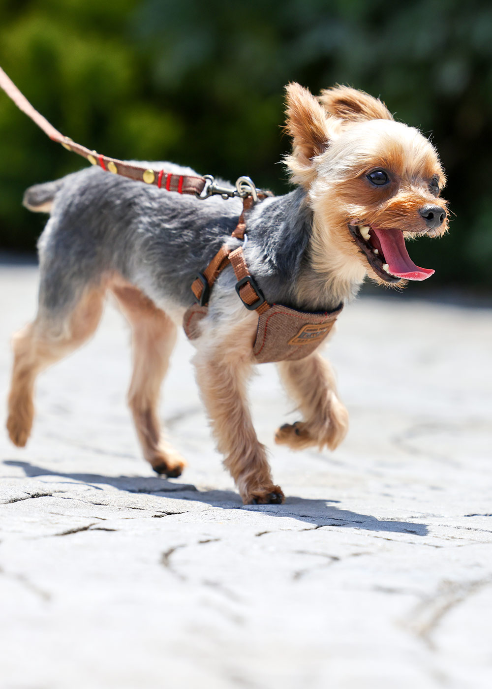 犬と生活 イージーハーネス デニムステッチ 付け方が簡単 面で支えて負担が少ない人気の胴輪