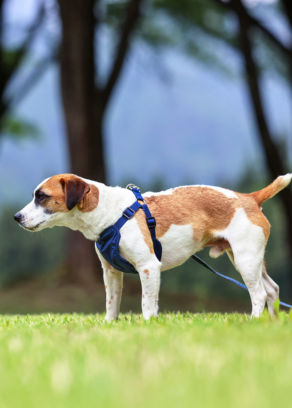 犬と生活 イージーハーネス防水｜着用が簡単！負担が少ない小型犬用人気の胴輪。防水＆撥水生地で汚れにくいです。