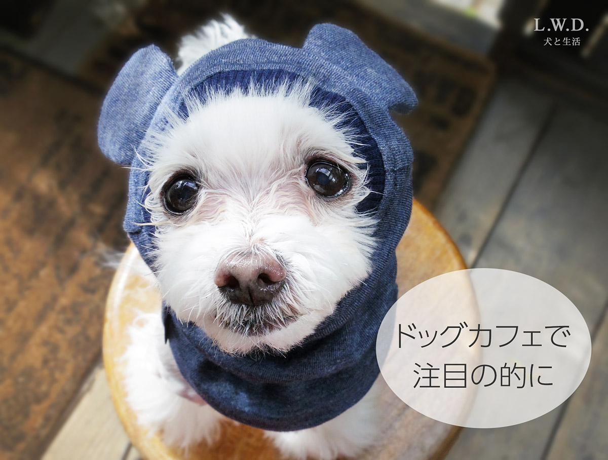 犬と生活 くまさんスヌード