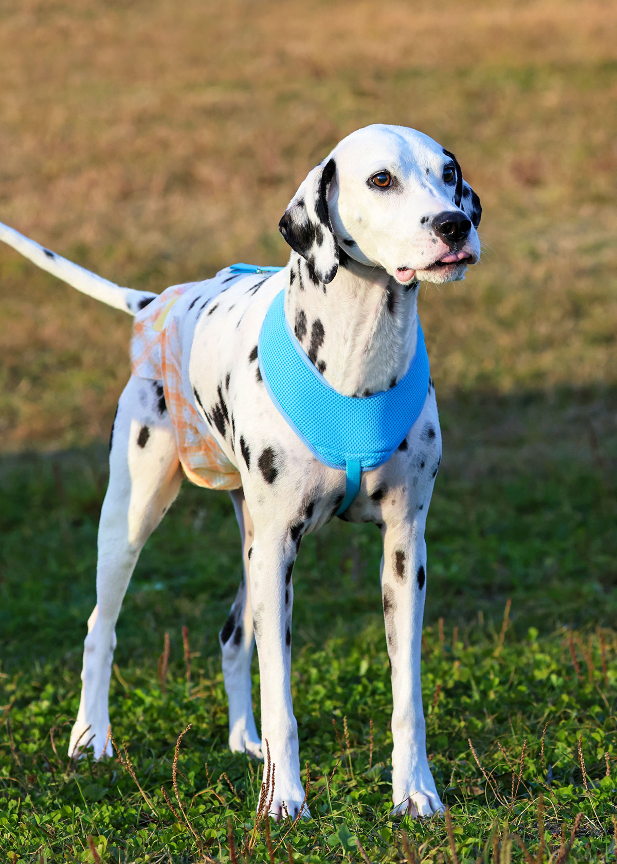犬 サスペンダー 胸当て付き 苦しくない 犬と生活 フレンチブルドッグ 大型犬の紙おむつのずれ防止におすすめ