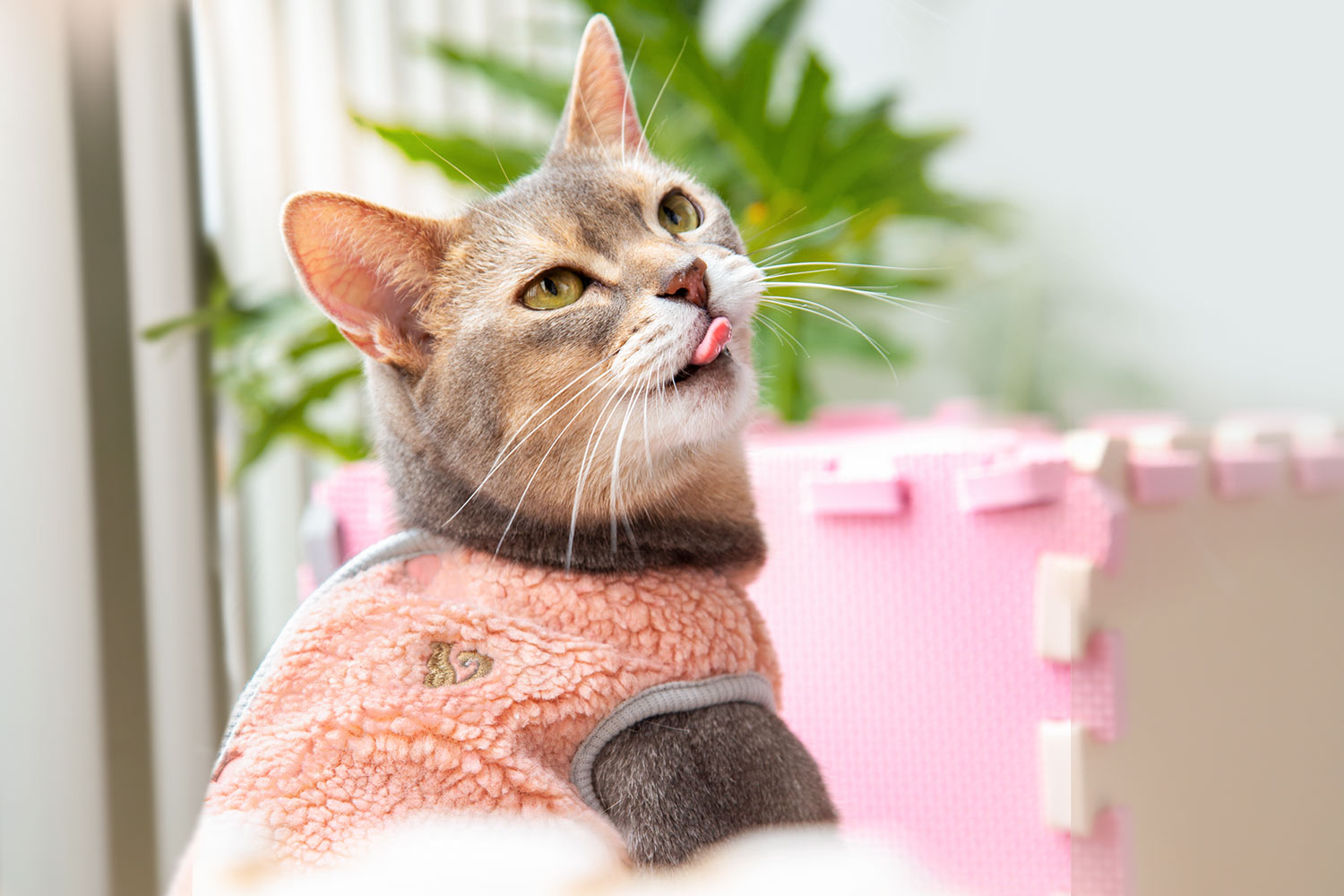 猫の秋冬用お洋服 バックホックボアベスト キャット バックホックボアベスト キャット 【犬服 秋冬服 小型犬】