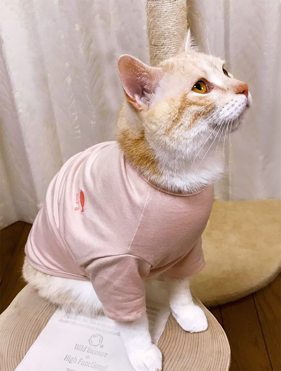 猫の暮らし　プレーンオーガニックTキャット　【猫服】