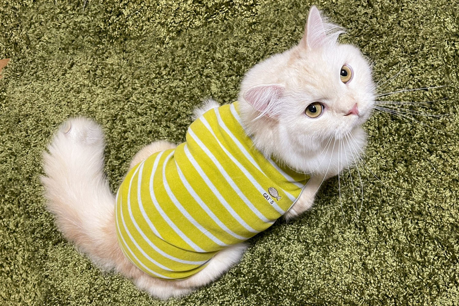 猫の秋冬用お洋服 ウォームベスト キャット ウォームベスト キャット 【犬服 秋冬服 小型犬】