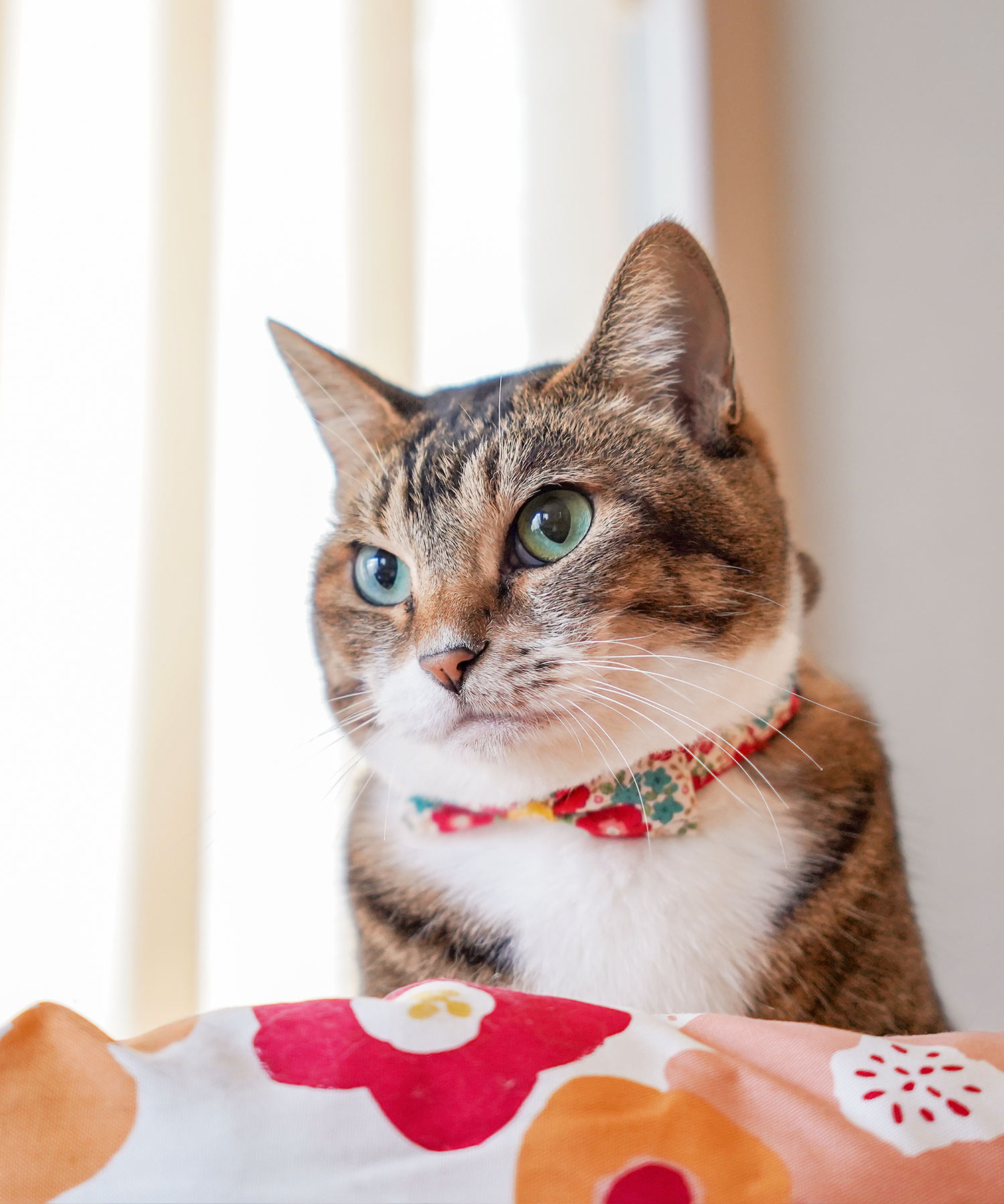 キャットカラー フローラルリボン【猫首輪 猫 首輪 柔らかい かわいい リボン お花 女の子 安心 安全】