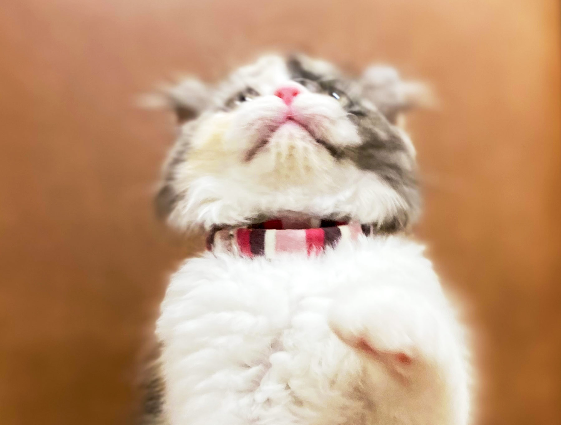 猫の暮らし　ふわふわエスケープカラー　Babyサイズ　【子猫の首輪　ストレスフリー　バックルなし　優しい】