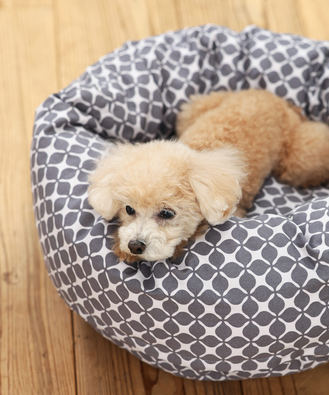 犬と生活　カドラー　キャロル　【ラウンドベッド　小型犬のベッド】