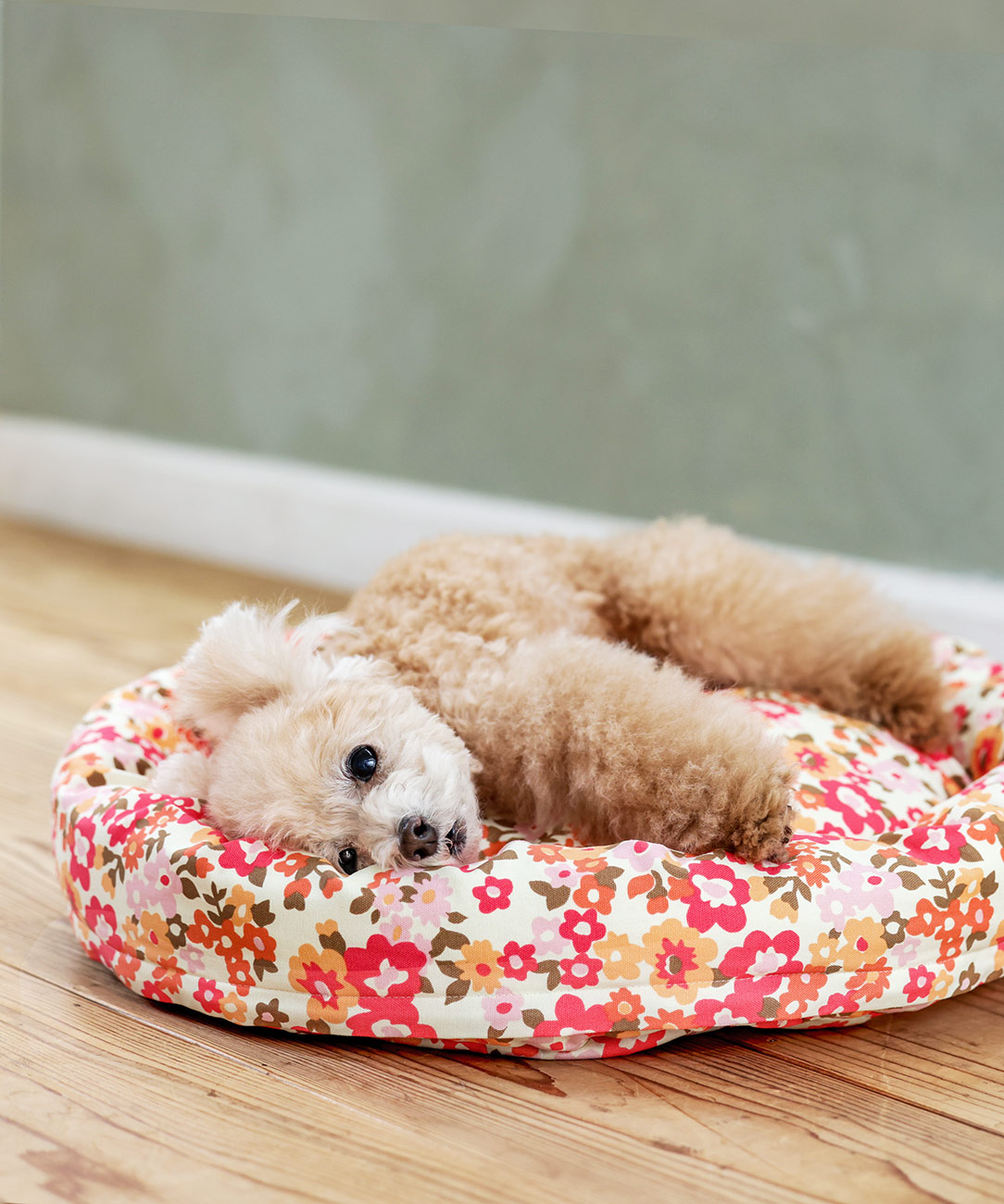 犬と生活　ロウカドラー　ミニパティ　【ラウンドベッド　小型犬のベッド】