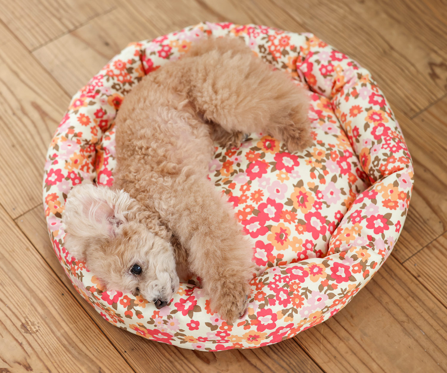 犬と生活　ロウカドラー　ミニパティ　【ラウンドベッド　小型犬のベッド】
